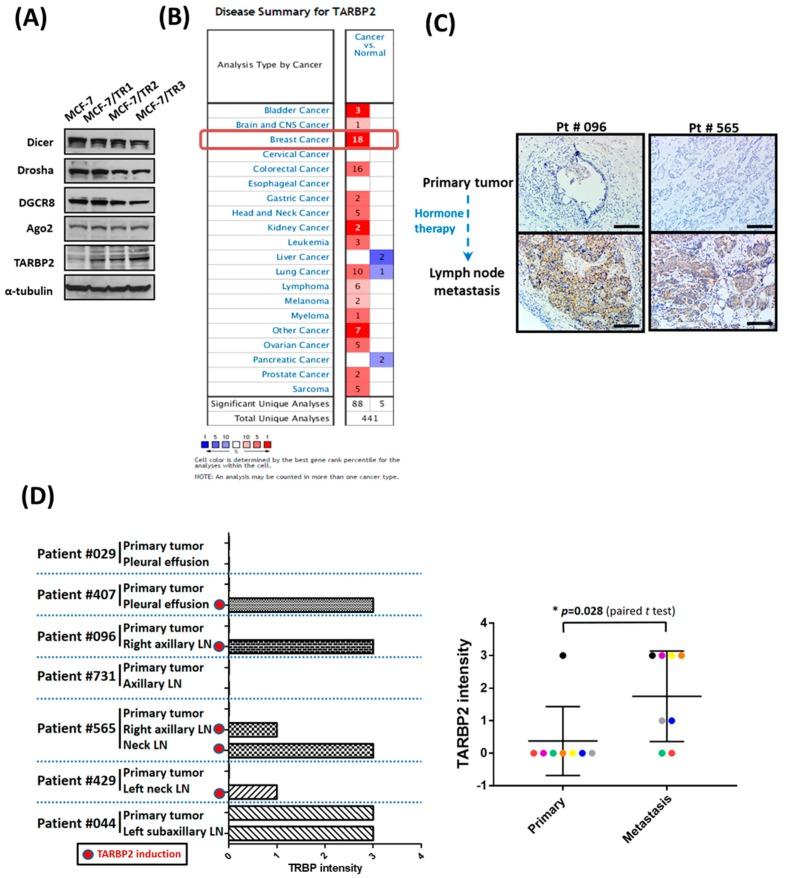 https://cdn.ncbi.nlm.nih.gov/pmc/blobs/e45d/6406945/8a7e9ce0bb1b/cancers-11-00210-g001.jpg