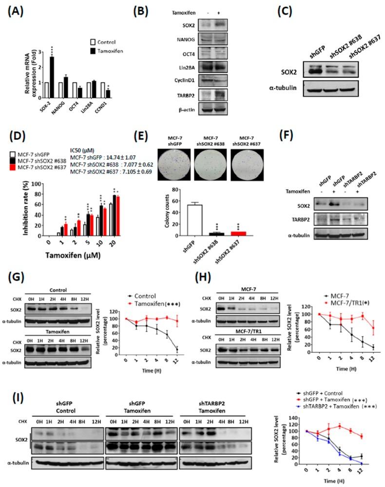 https://cdn.ncbi.nlm.nih.gov/pmc/blobs/e45d/6406945/e456679a0024/cancers-11-00210-g006.jpg