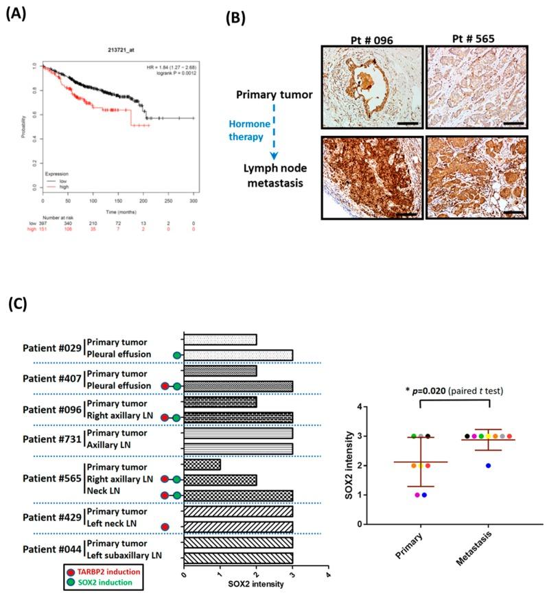 https://cdn.ncbi.nlm.nih.gov/pmc/blobs/e45d/6406945/ead2109a8bd4/cancers-11-00210-g007a.jpg