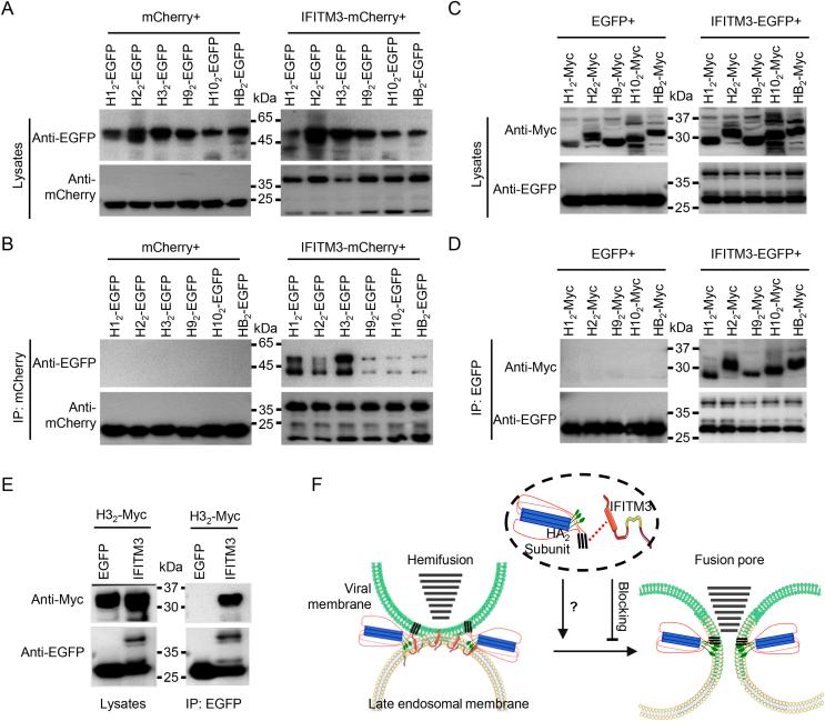 https://cdn.ncbi.nlm.nih.gov/pmc/blobs/e460/9583175/2a7966541099/gr6.jpg