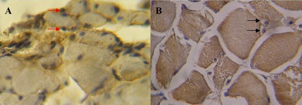 https://cdn.ncbi.nlm.nih.gov/pmc/blobs/e464/10103435/5fc4584c7371/13104_2023_6317_Fig3_HTML.jpg