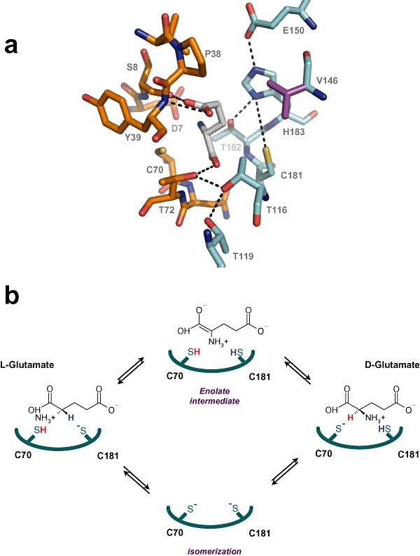 https://cdn.ncbi.nlm.nih.gov/pmc/blobs/e465/3815242/d8d06629cf2d/mbt0001-0345-f2.jpg