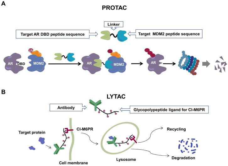 https://cdn.ncbi.nlm.nih.gov/pmc/blobs/e466/10367563/4c4083603de0/ijbsv19p3360g002.jpg