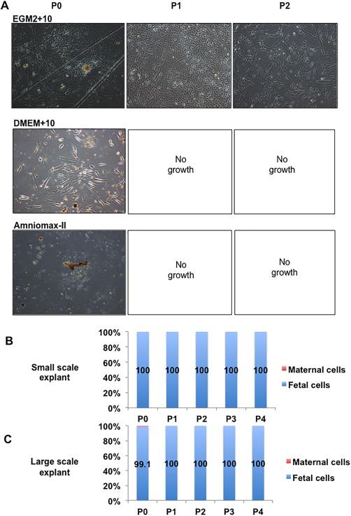 https://cdn.ncbi.nlm.nih.gov/pmc/blobs/e469/5442838/0e5064bbae88/SCT3-6-1070-g003.jpg