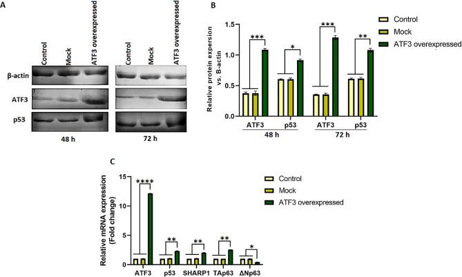 https://cdn.ncbi.nlm.nih.gov/pmc/blobs/e46d/11292864/4d303cc5fdd2/13044_2024_202_Fig5_HTML.jpg