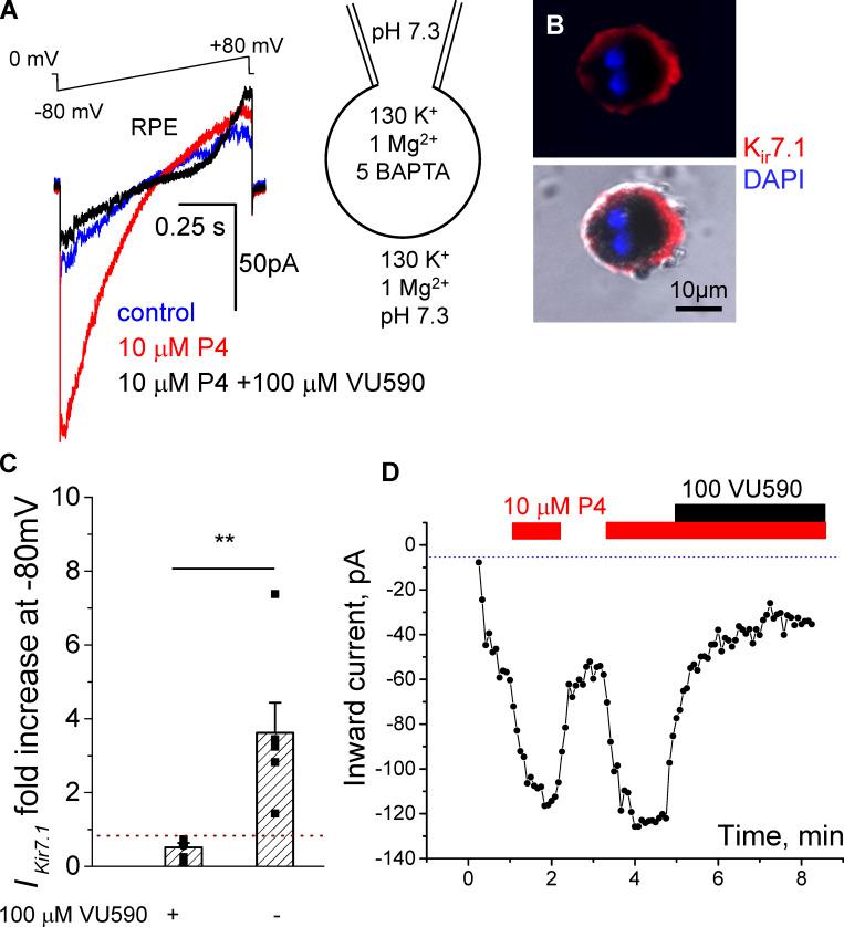 https://cdn.ncbi.nlm.nih.gov/pmc/blobs/e470/8374857/51794b8c6ee6/JGP_202112924_Fig6.jpg