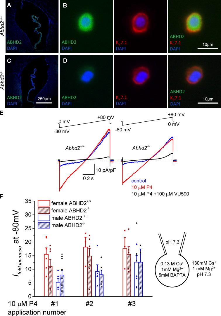 https://cdn.ncbi.nlm.nih.gov/pmc/blobs/e470/8374857/b672dd61eece/JGP_202112924_Fig4.jpg