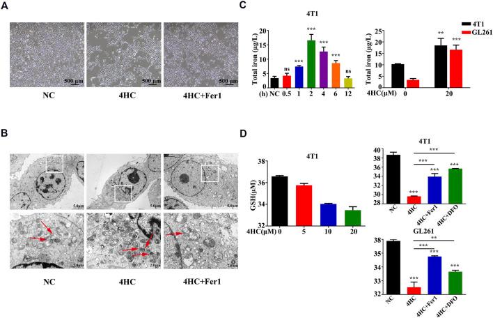 https://cdn.ncbi.nlm.nih.gov/pmc/blobs/e471/8899725/4c7b0ee4a160/fphar-13-839464-g005.jpg