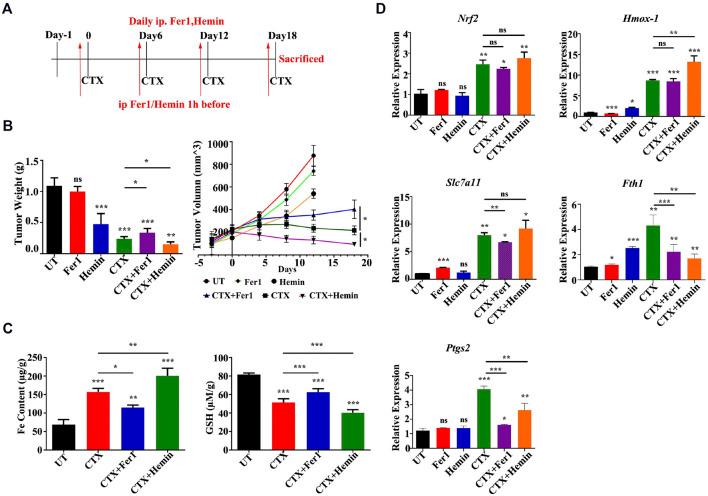 https://cdn.ncbi.nlm.nih.gov/pmc/blobs/e471/8899725/9bc12851d348/fphar-13-839464-g007.jpg