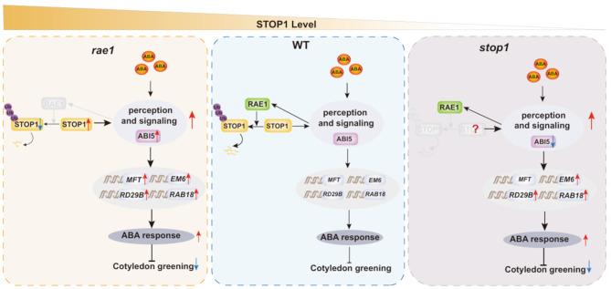 https://cdn.ncbi.nlm.nih.gov/pmc/blobs/e472/12070514/bd59dc112cb6/12870_2025_6635_Fig7_HTML.jpg