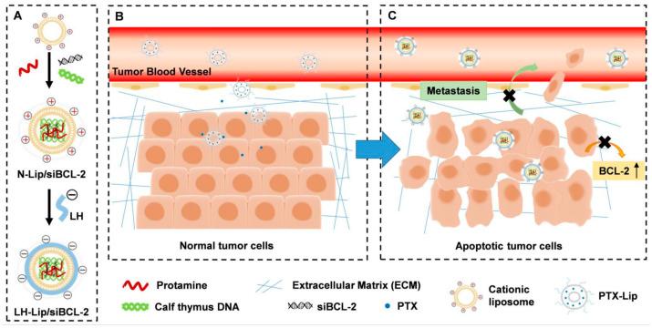 https://cdn.ncbi.nlm.nih.gov/pmc/blobs/e473/12197001/3810a8959759/pharmaceutics-17-00798-g006.jpg