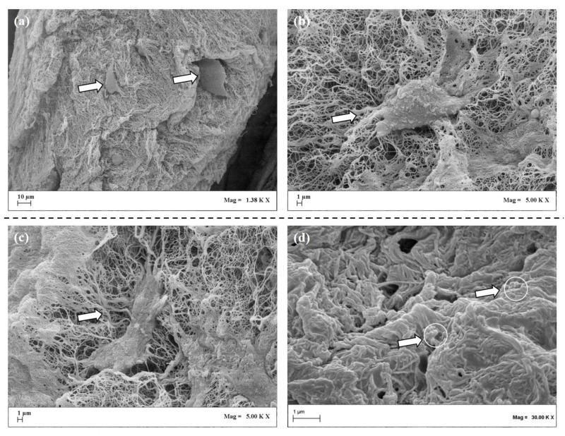 https://cdn.ncbi.nlm.nih.gov/pmc/blobs/e473/8002618/2679a4e4294e/pharmaceutics-13-00399-g003.jpg