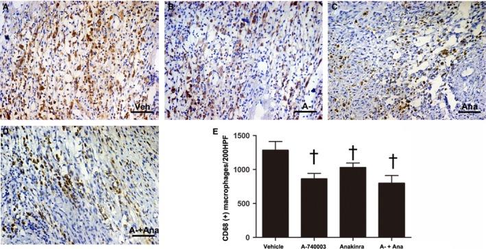 https://cdn.ncbi.nlm.nih.gov/pmc/blobs/e476/5661108/14265e4783f8/JCMM-21-2695-g004.jpg