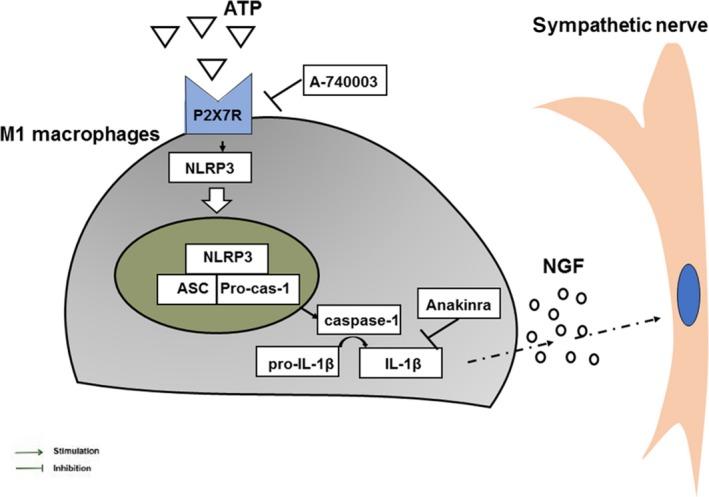 https://cdn.ncbi.nlm.nih.gov/pmc/blobs/e476/5661108/74e18effea0d/JCMM-21-2695-g011.jpg