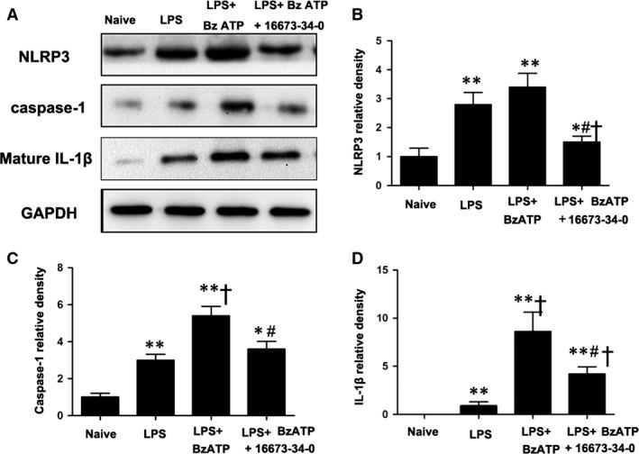 https://cdn.ncbi.nlm.nih.gov/pmc/blobs/e476/5661108/78b4ea930e42/JCMM-21-2695-g002.jpg