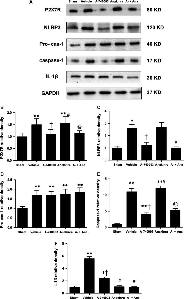 https://cdn.ncbi.nlm.nih.gov/pmc/blobs/e476/5661108/9a549216dc42/JCMM-21-2695-g003.jpg