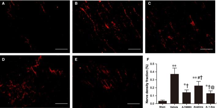 https://cdn.ncbi.nlm.nih.gov/pmc/blobs/e476/5661108/fd6e77f8950a/JCMM-21-2695-g007.jpg