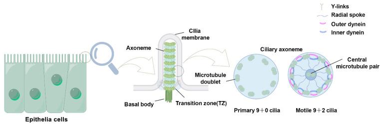 https://cdn.ncbi.nlm.nih.gov/pmc/blobs/e47a/12109216/3b33d423a152/biology-14-00521-g001.jpg