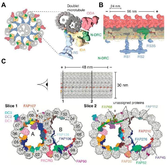 https://cdn.ncbi.nlm.nih.gov/pmc/blobs/e47a/12109216/b8fad3c43808/biology-14-00521-g010.jpg