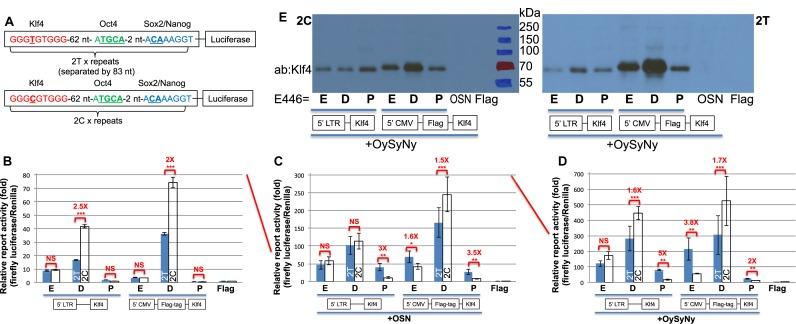 https://cdn.ncbi.nlm.nih.gov/pmc/blobs/e47b/5137437/13d6cdb1804d/gkw774fig3.jpg