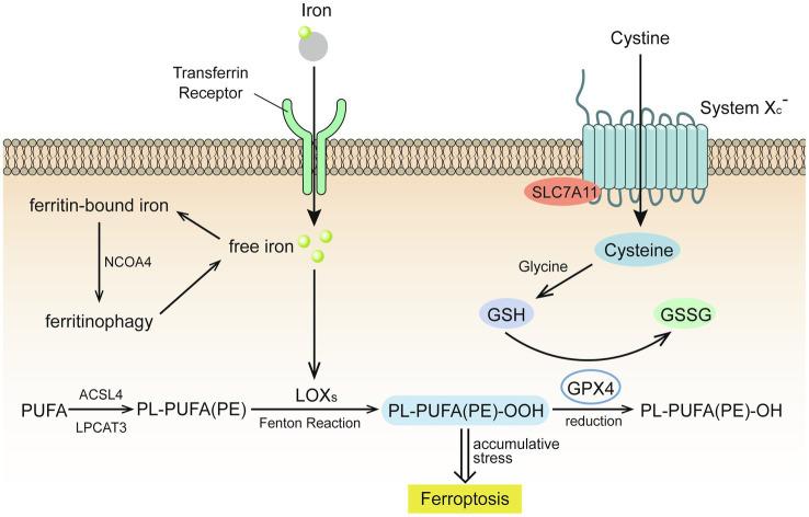 https://cdn.ncbi.nlm.nih.gov/pmc/blobs/e47c/8688990/ba9f6a0cd276/fphys-12-773055-g001.jpg