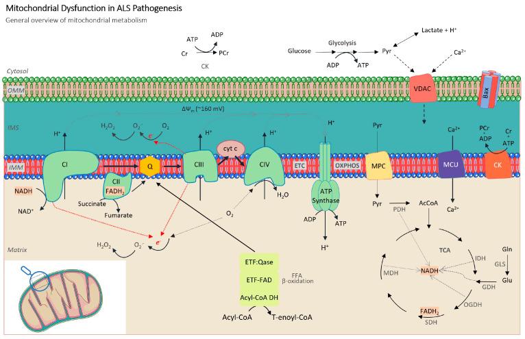 https://cdn.ncbi.nlm.nih.gov/pmc/blobs/e47d/10854804/694d0668822a/cells-13-00248-g001.jpg