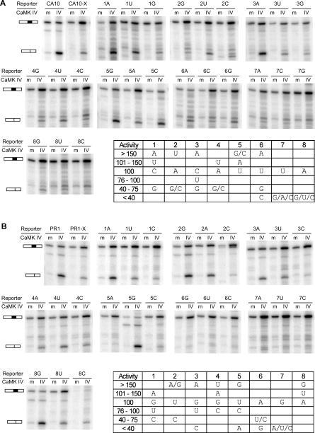 https://cdn.ncbi.nlm.nih.gov/pmc/blobs/e481/1796933/a6cfa9bcaa48/pbio.0050040.g005.jpg