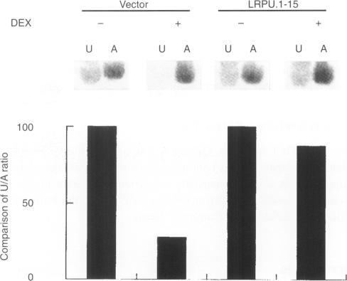 https://cdn.ncbi.nlm.nih.gov/pmc/blobs/e481/2062971/ac8126a1dfd3/brjcancer00006-0027-a.jpg