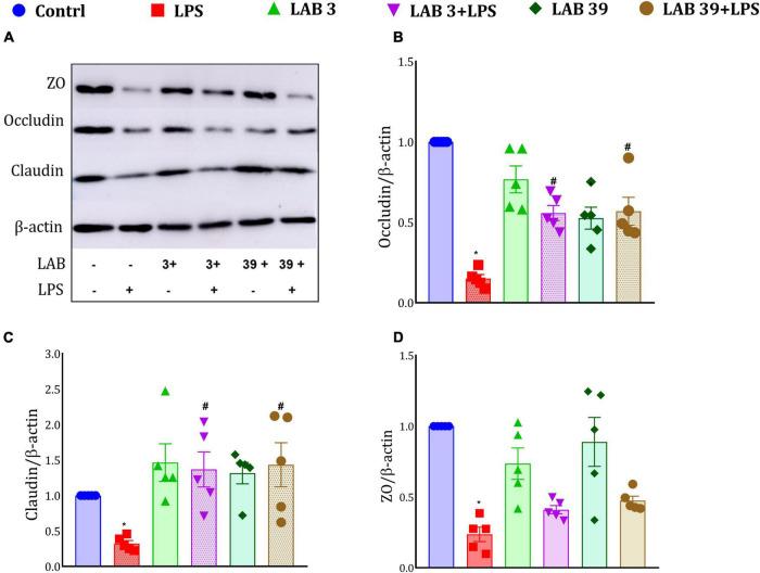 https://cdn.ncbi.nlm.nih.gov/pmc/blobs/e482/9235405/dd43097fa30b/fmicb-13-930928-g009.jpg