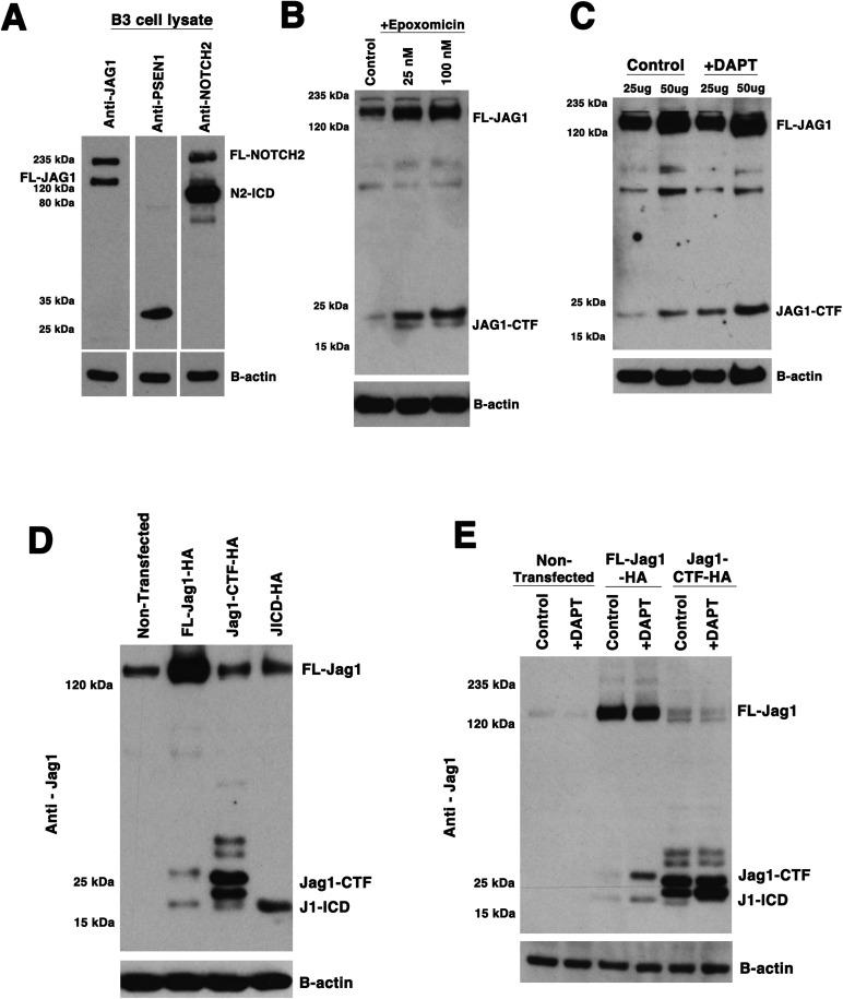 https://cdn.ncbi.nlm.nih.gov/pmc/blobs/e484/6451331/5f0b3d383fec/biolopen-8-041095-g3.jpg