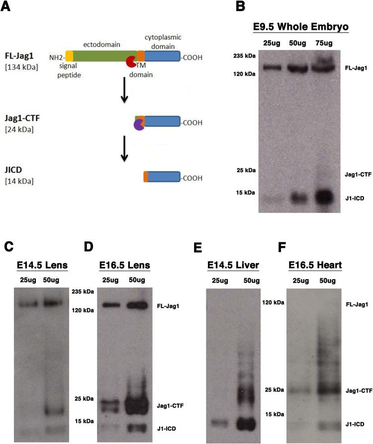 https://cdn.ncbi.nlm.nih.gov/pmc/blobs/e484/6451331/a6fea532f922/biolopen-8-041095-g1.jpg