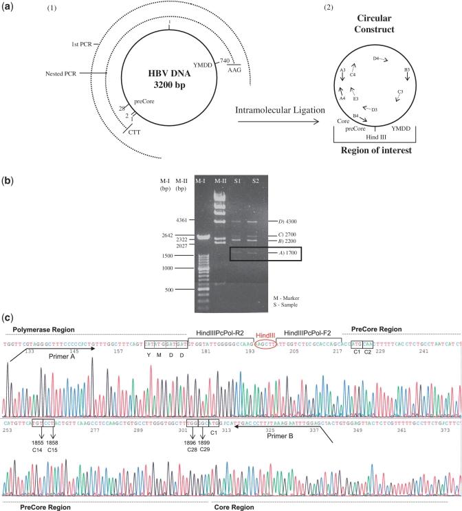 https://cdn.ncbi.nlm.nih.gov/pmc/blobs/e48a/3201856/528c5997a22c/gkr451f2.jpg