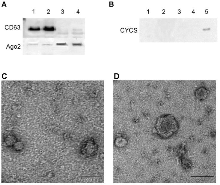 https://cdn.ncbi.nlm.nih.gov/pmc/blobs/e48a/3817212/6470c35fb5af/pone.0078505.g001.jpg