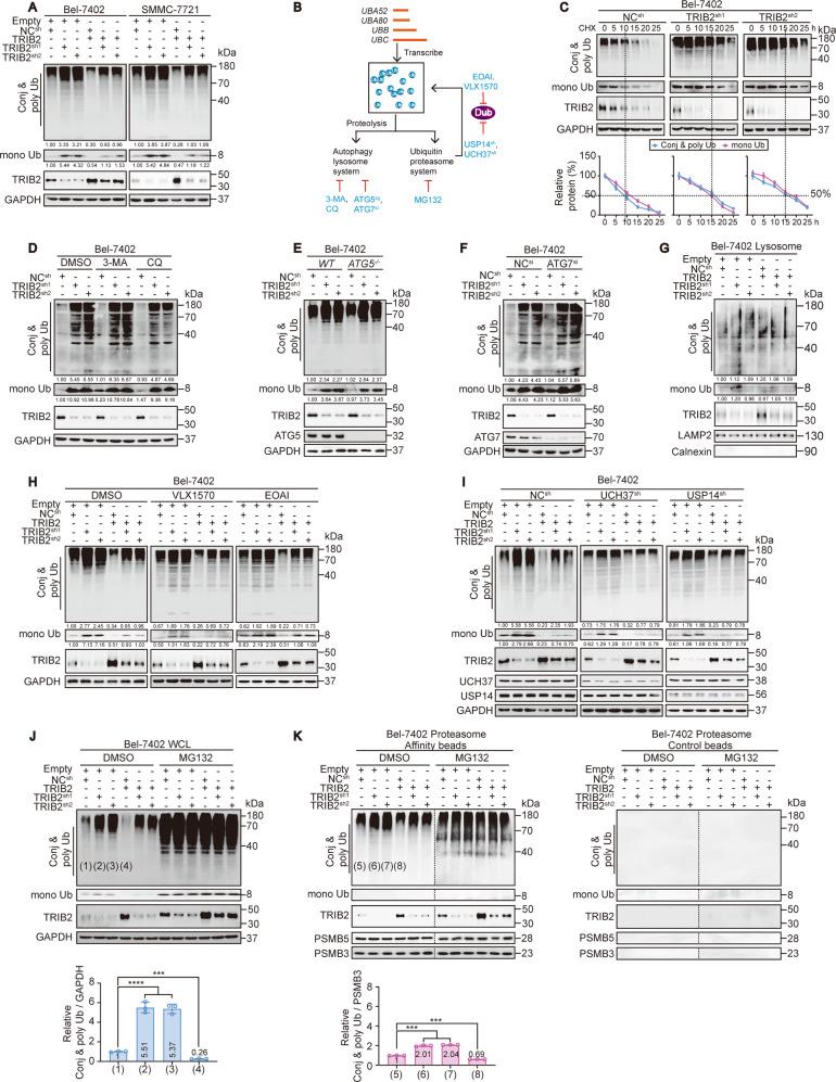 https://cdn.ncbi.nlm.nih.gov/pmc/blobs/e48b/7791120/96b488ea308c/41419_2020_3299_Fig1_HTML.jpg