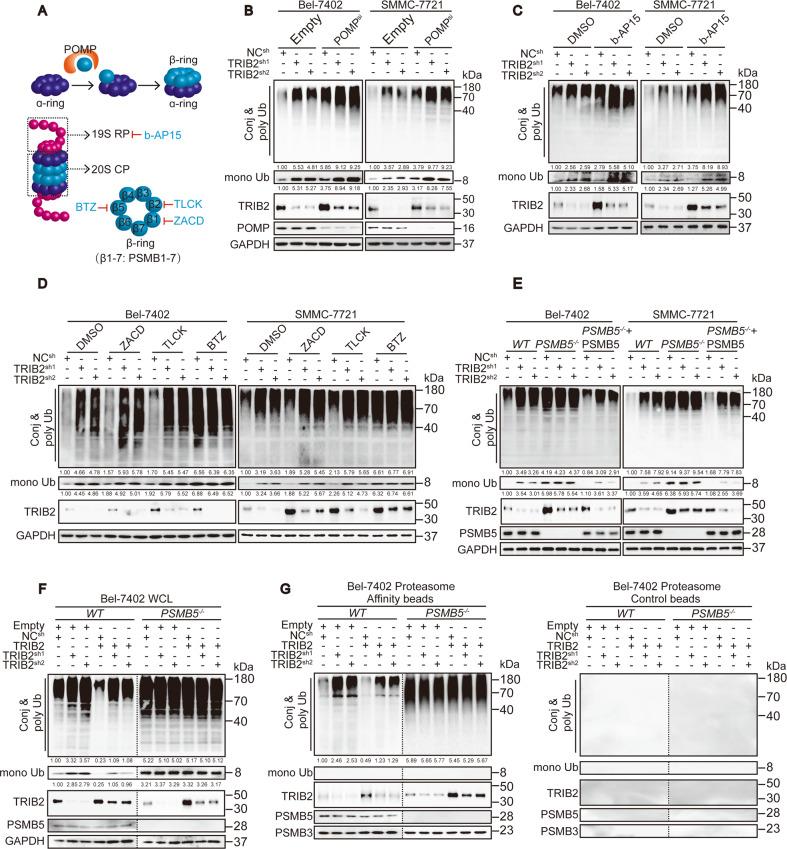 https://cdn.ncbi.nlm.nih.gov/pmc/blobs/e48b/7791120/e392f9634569/41419_2020_3299_Fig2_HTML.jpg