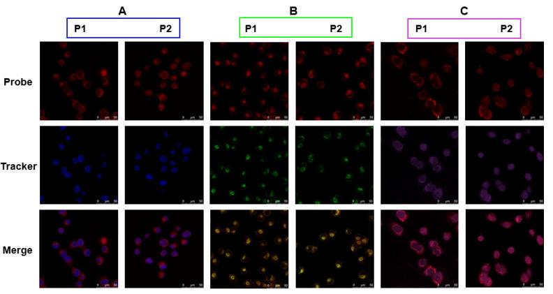 https://cdn.ncbi.nlm.nih.gov/pmc/blobs/e48e/10005547/212980c6950a/molecules-28-02309-g005.jpg