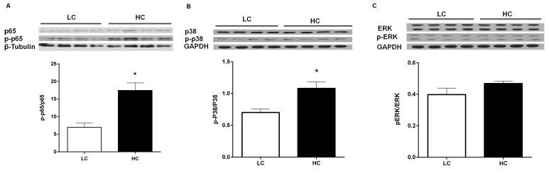 https://cdn.ncbi.nlm.nih.gov/pmc/blobs/e48e/5564522/79dc528bf9f9/oncotarget-08-46769-g005.jpg
