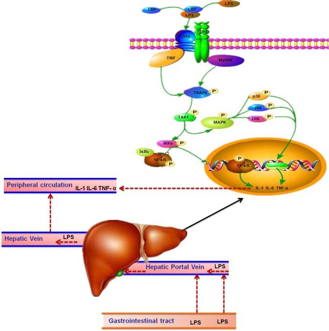 https://cdn.ncbi.nlm.nih.gov/pmc/blobs/e48e/5564522/82eaf861f8a2/oncotarget-08-46769-g007.jpg