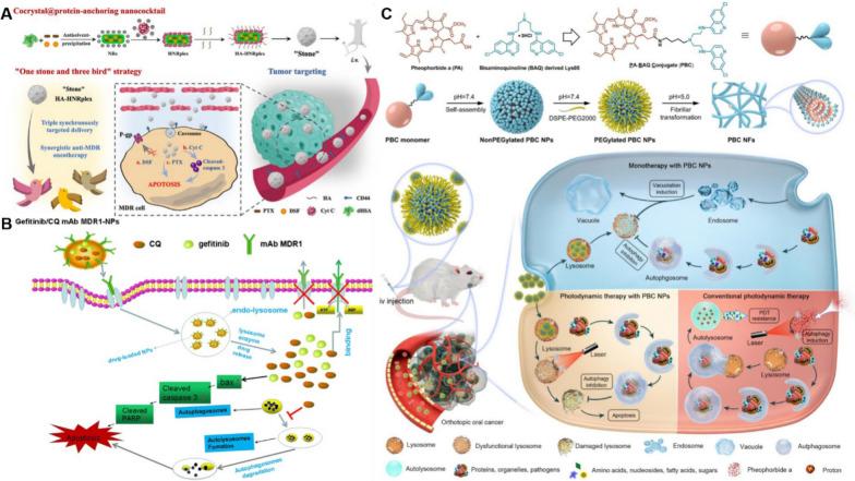 https://cdn.ncbi.nlm.nih.gov/pmc/blobs/e490/12123787/02b5628c89bc/12951_2025_3442_Fig12_HTML.jpg