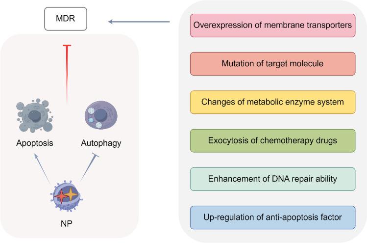 https://cdn.ncbi.nlm.nih.gov/pmc/blobs/e490/12123787/0e650c6b8f3f/12951_2025_3442_Fig11_HTML.jpg