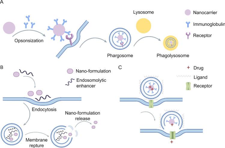 https://cdn.ncbi.nlm.nih.gov/pmc/blobs/e490/12123787/12ccf7119152/12951_2025_3442_Fig4_HTML.jpg
