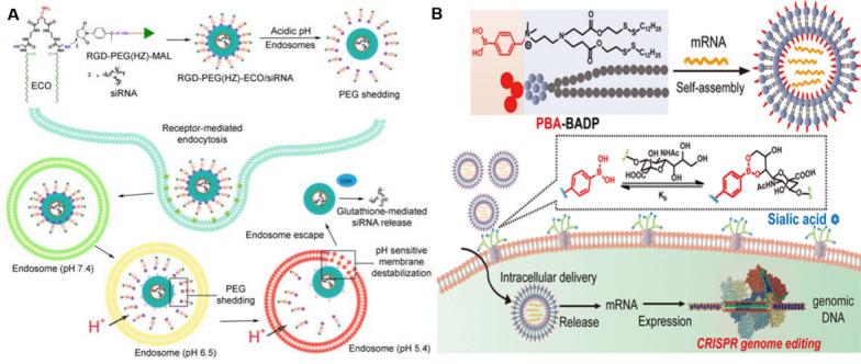 https://cdn.ncbi.nlm.nih.gov/pmc/blobs/e490/12123787/3cd32eff594e/12951_2025_3442_Fig10_HTML.jpg
