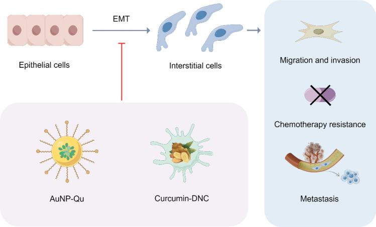 https://cdn.ncbi.nlm.nih.gov/pmc/blobs/e490/12123787/65184f039eb3/12951_2025_3442_Fig6_HTML.jpg