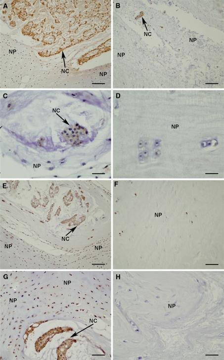 https://cdn.ncbi.nlm.nih.gov/pmc/blobs/e490/2989195/4e78a312b14d/586_2010_1378_Fig2_HTML.jpg