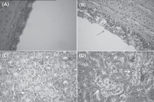 https://cdn.ncbi.nlm.nih.gov/pmc/blobs/e491/7194964/2e1aa829c078/gr2.jpg