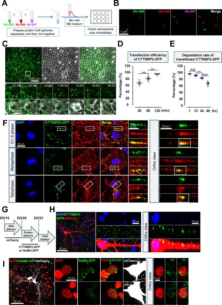https://cdn.ncbi.nlm.nih.gov/pmc/blobs/e494/10867895/f48b98fd35bf/nn3c09608_0005.jpg