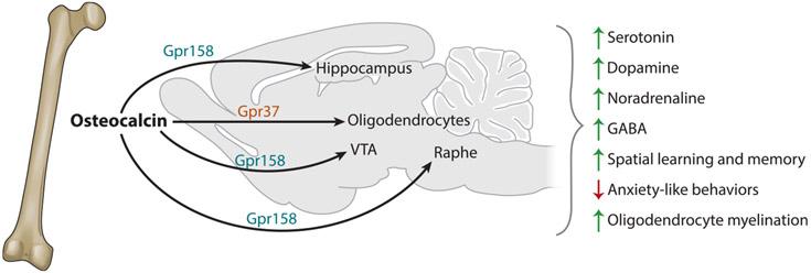 https://cdn.ncbi.nlm.nih.gov/pmc/blobs/e498/11059196/3b0e54dc8b10/nihms-1983168-f0003.jpg