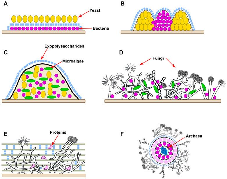 https://cdn.ncbi.nlm.nih.gov/pmc/blobs/e49c/11356704/51a443a09928/microorganisms-12-01650-g001.jpg
