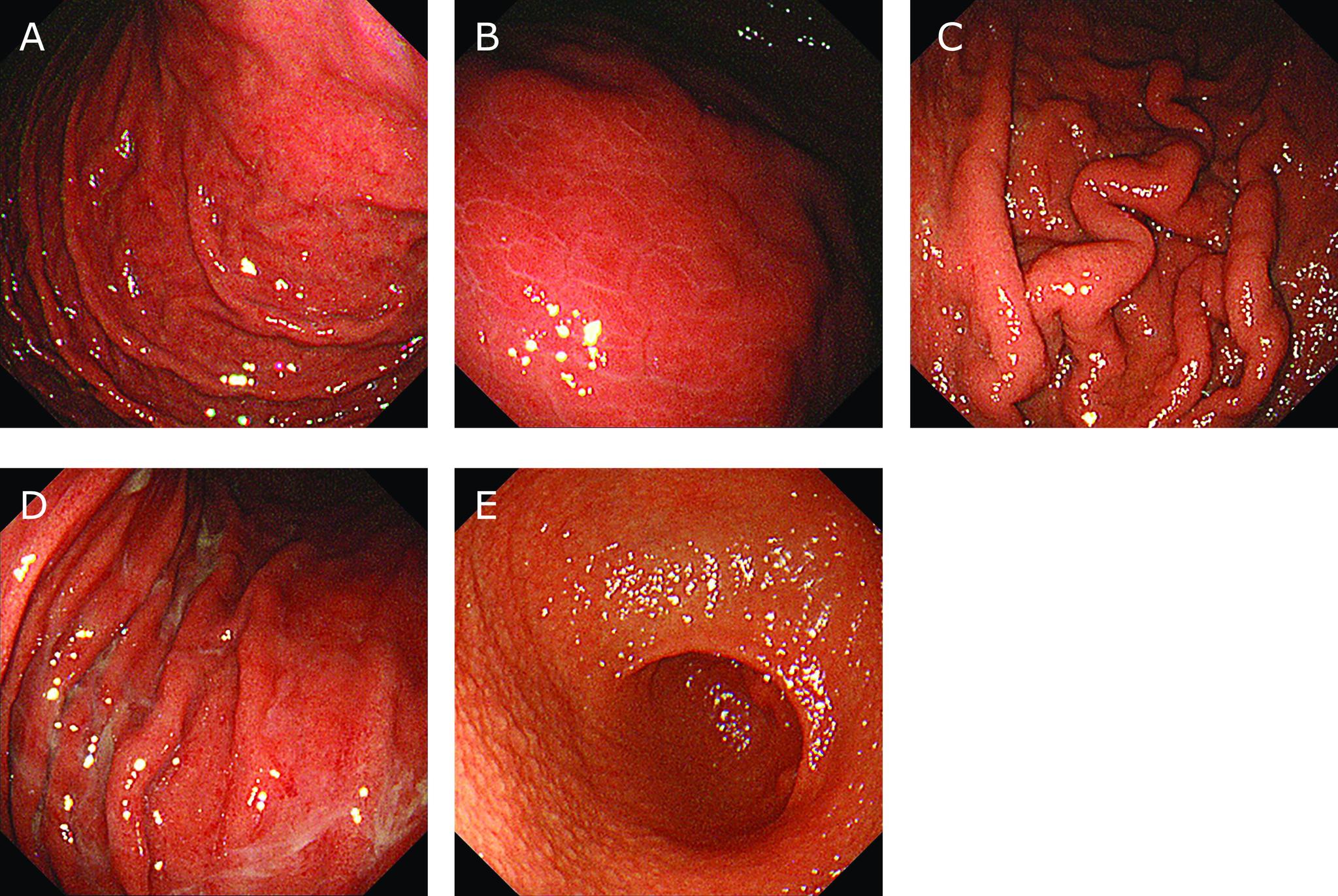 https://cdn.ncbi.nlm.nih.gov/pmc/blobs/e4a3/7705079/296a99d5cf14/jcbn20-21f01.jpg