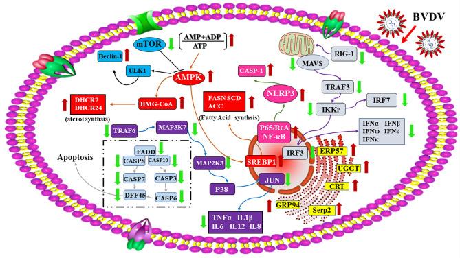 https://cdn.ncbi.nlm.nih.gov/pmc/blobs/e4a3/8966686/0a8c49906d56/fimmu-13-862828-g010.jpg